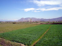 Landscape near Blinisht in Zadrima (Photo: Robert Elsie, March 2008).