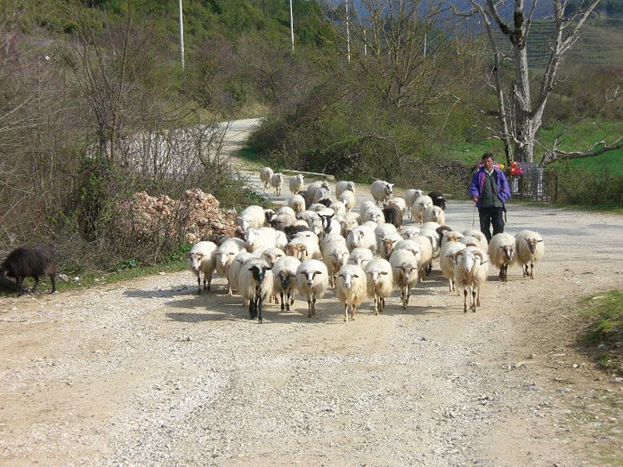 Ein Hirt mit seinen Schafen in Bedyqas bei Përmet (Foto: Robert Elsie, März 2008)